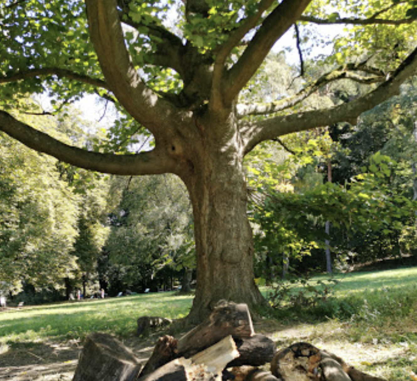 event - Der Baum von Freigehege