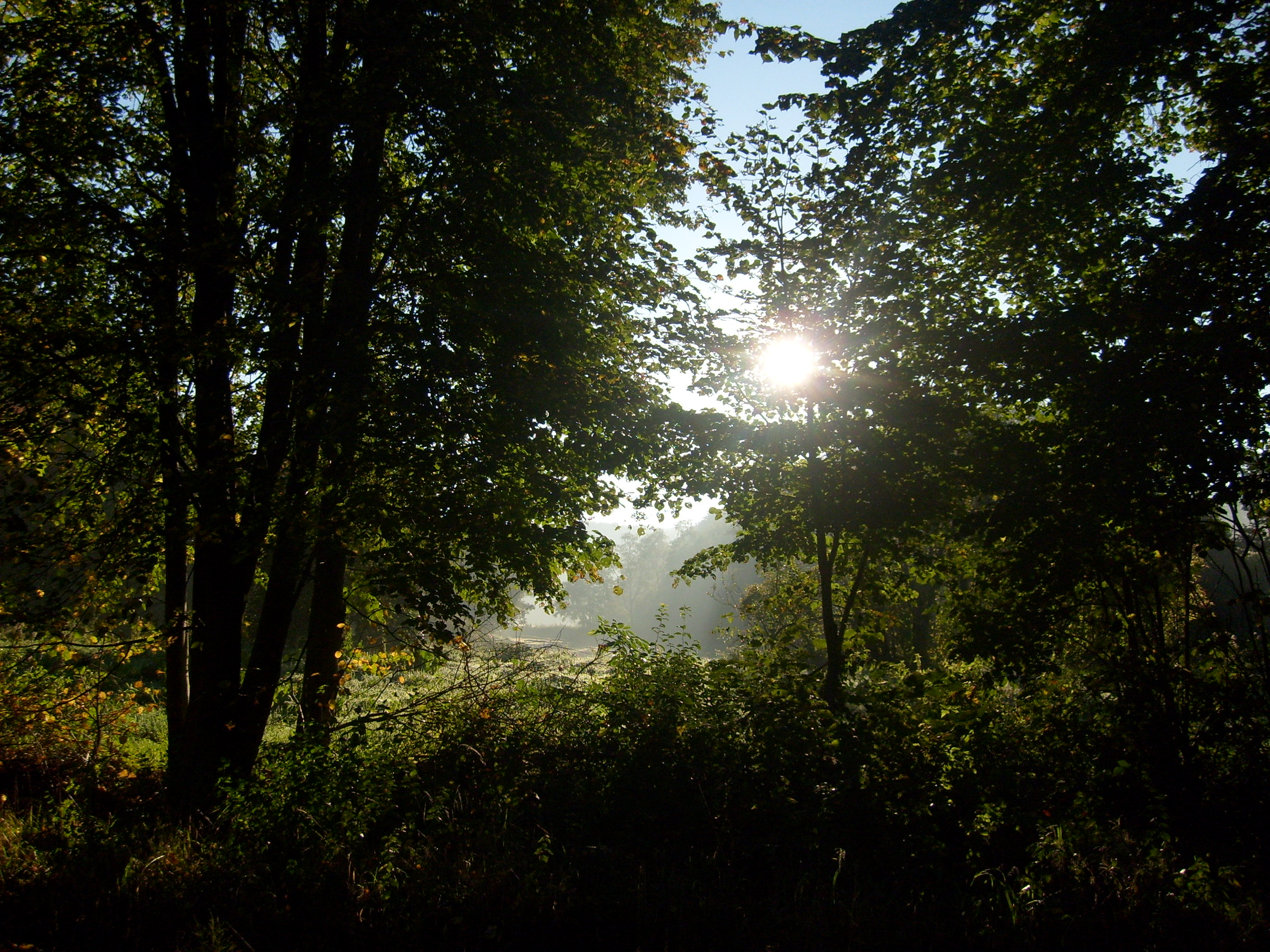 event - Morgennebel im Muttental - Mystik-Kräutertour im Wittener Muttental