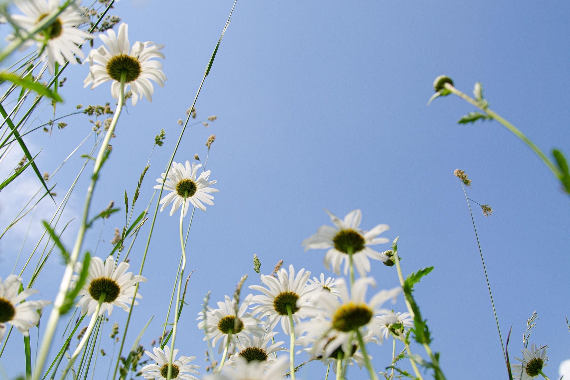 event - Wiesenwind & Wohlgesang