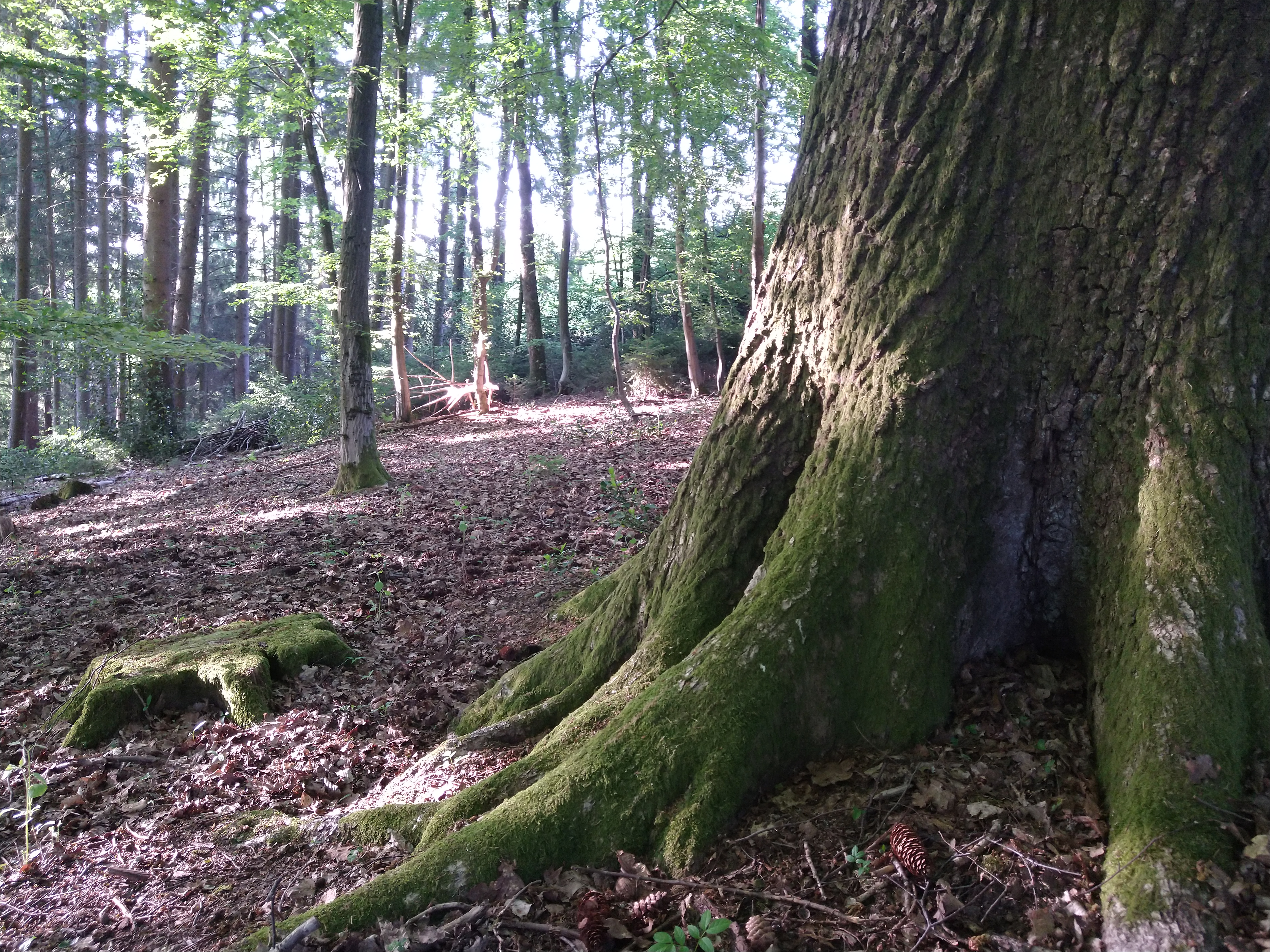events - Dein Platz im Leben - Ein Naturgang in der Kraft des Sommers