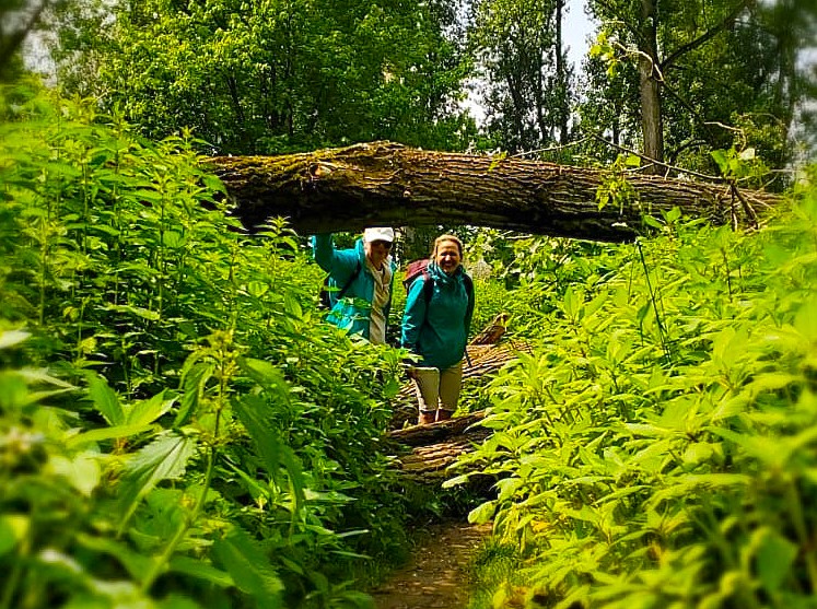 event: Raus ins Grüne: Waldbaden in Wiesbaden