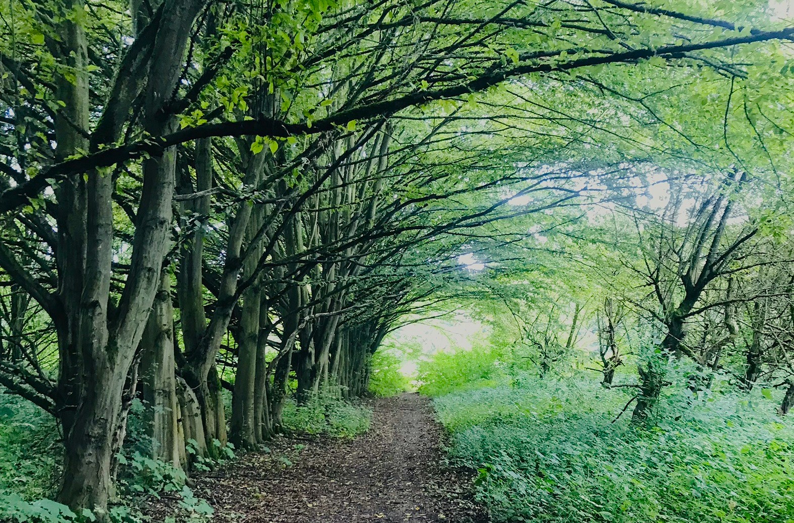 event: Raus ins Grüne: Waldbaden in Wiesbaden