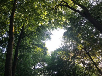 event: Kreatives Hatha-Yoga im Kölner Südpark