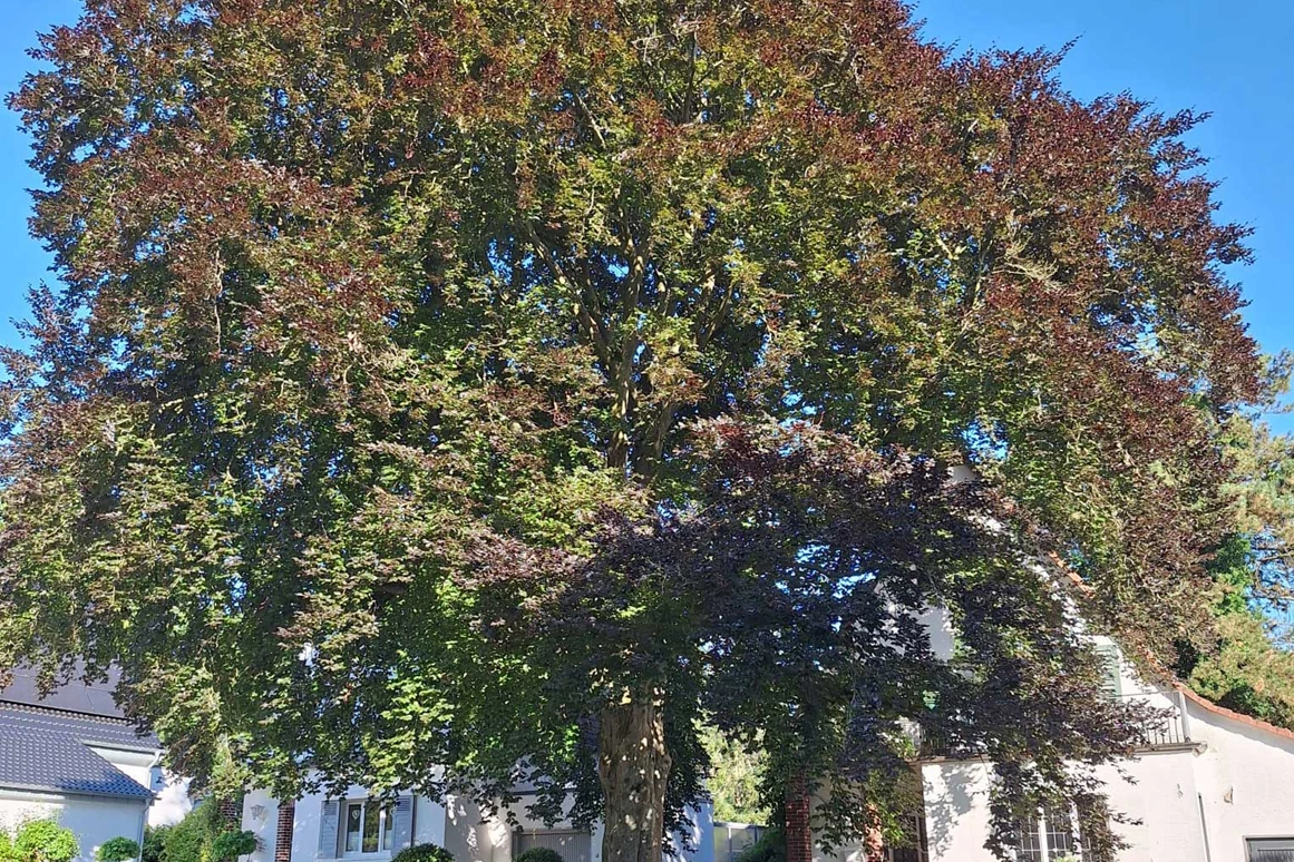 event: Schamanische Energie Ausbildung in Köln