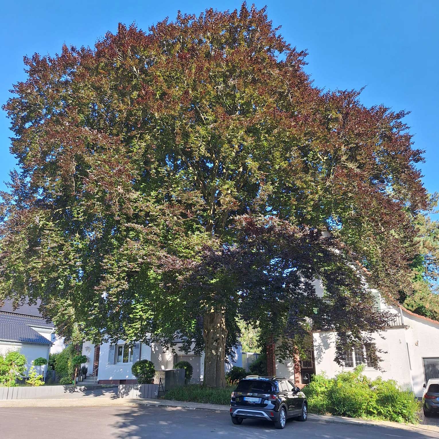 events - Bergisch Gladbach - Waldsiedlung Köln/Leverkusen