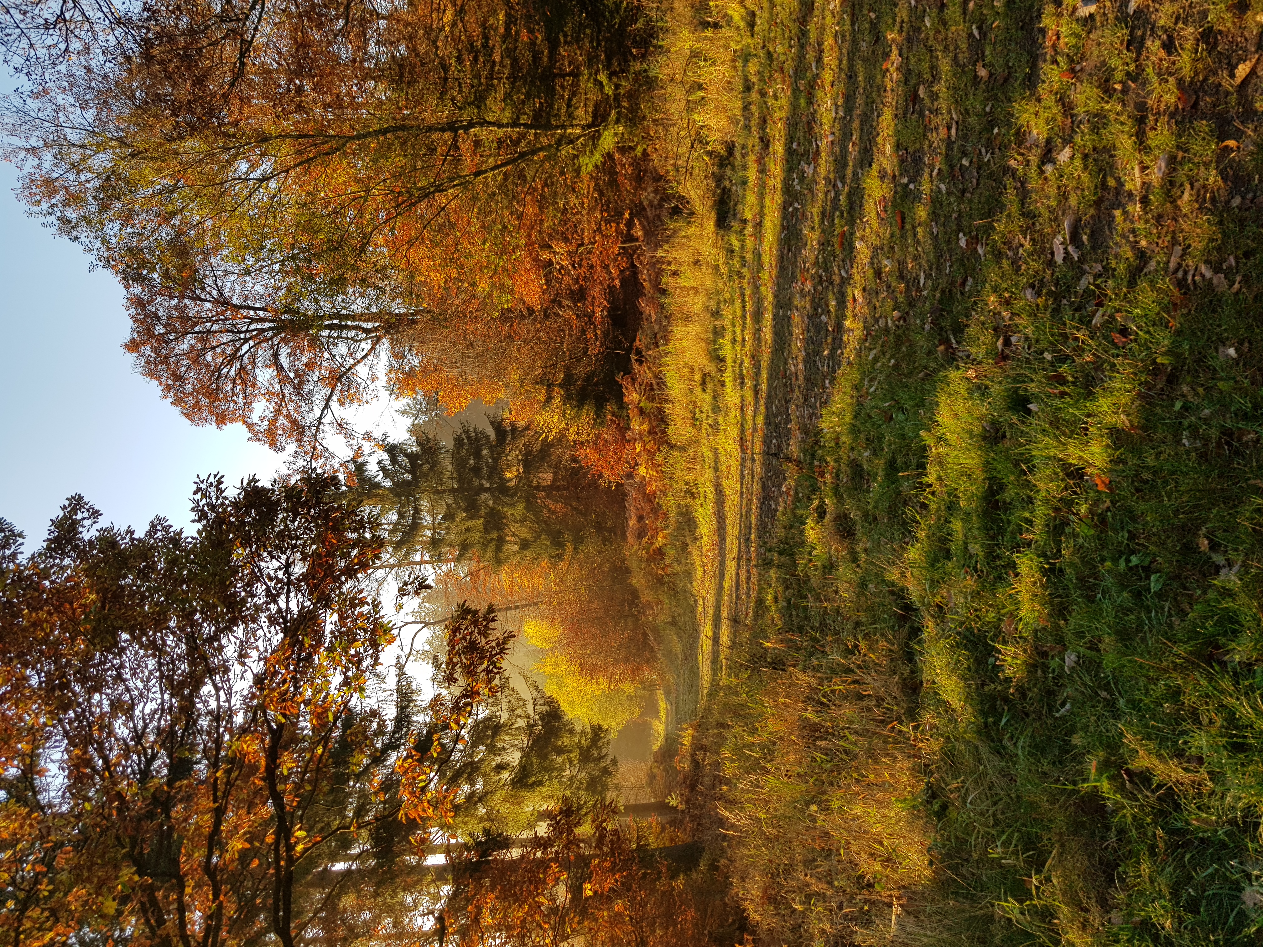 event: DER WALD ALS THERAPEUT - EIn geführtes Gruppenerlebnis