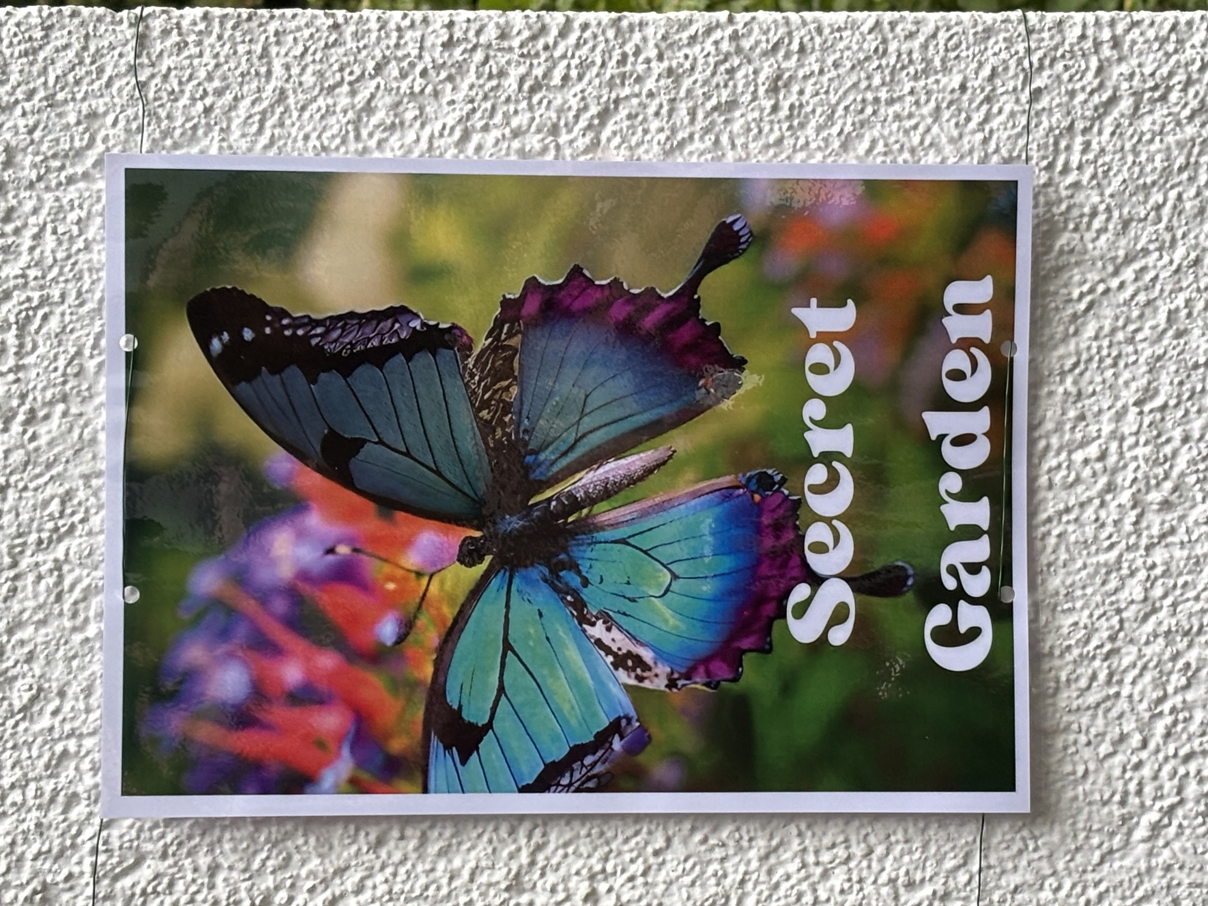 event: Butterfly-Festival 