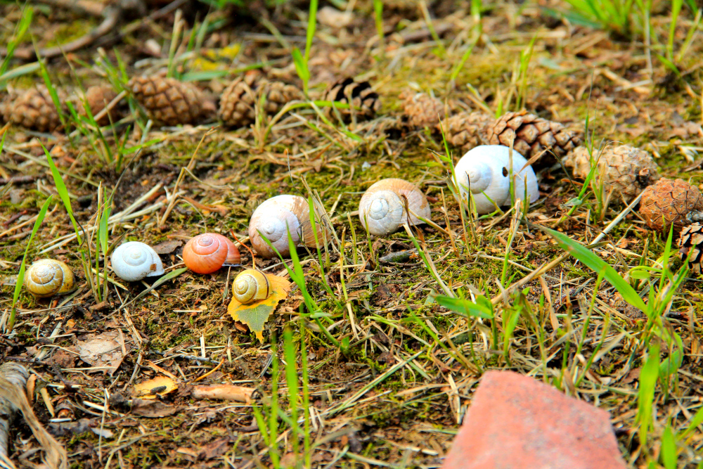 event: Naturmandala - Schamanische Jahresgruppe in Düsseldorf